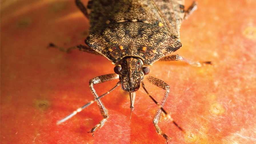 Brown marmorated stink bug closeup