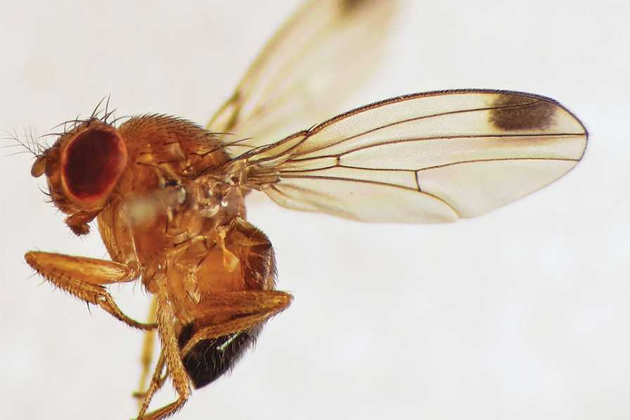closeup of spotted wing drosophila