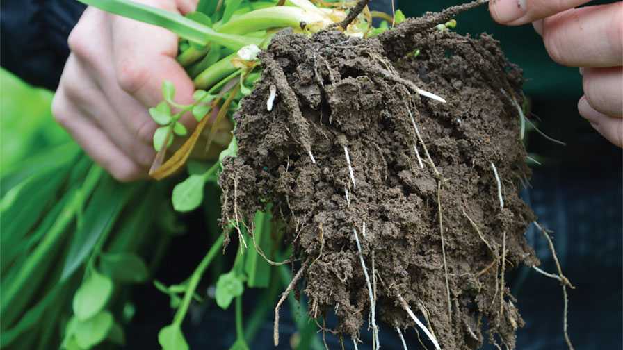 closeup of roots and soil