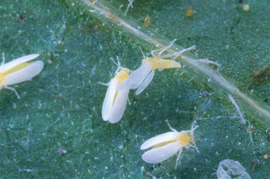 Whiteflies feeding on a plant